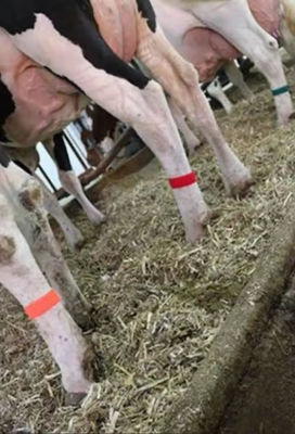 Cow Lag Hook Loop Velcro Band mit selbstgreifendem Design und verschiedenen Farbauswahl