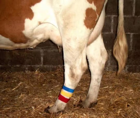 Cow Lag Hook Loop Velcro Band mit selbstgreifendem Design und verschiedenen Farbauswahl